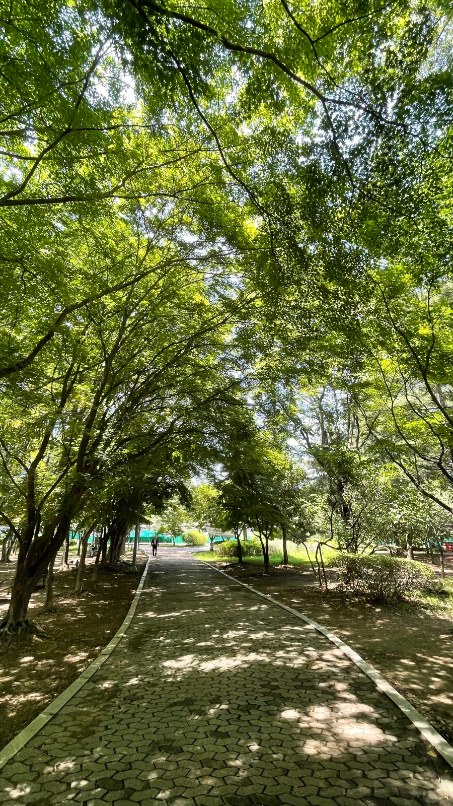 양재(매헌)시민의 숲 나들이 울창한 산책길2