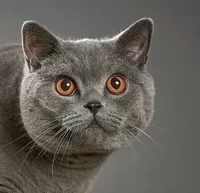 브리티시 쇼트헤어의 특징과 기르는 방법