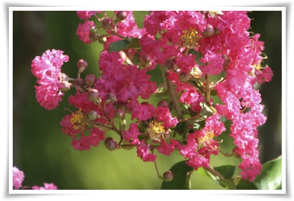 화초 "배롱나무" 한여름 100일 동안 피어나는 정원의 보석!