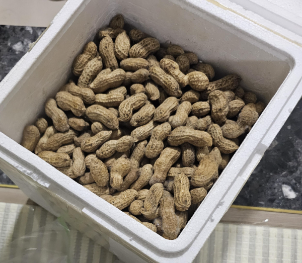 스티로폼 택배 포장으로 받은 땅콩, 이대로 두면 안 쪽에 곰팡이가 습니다.