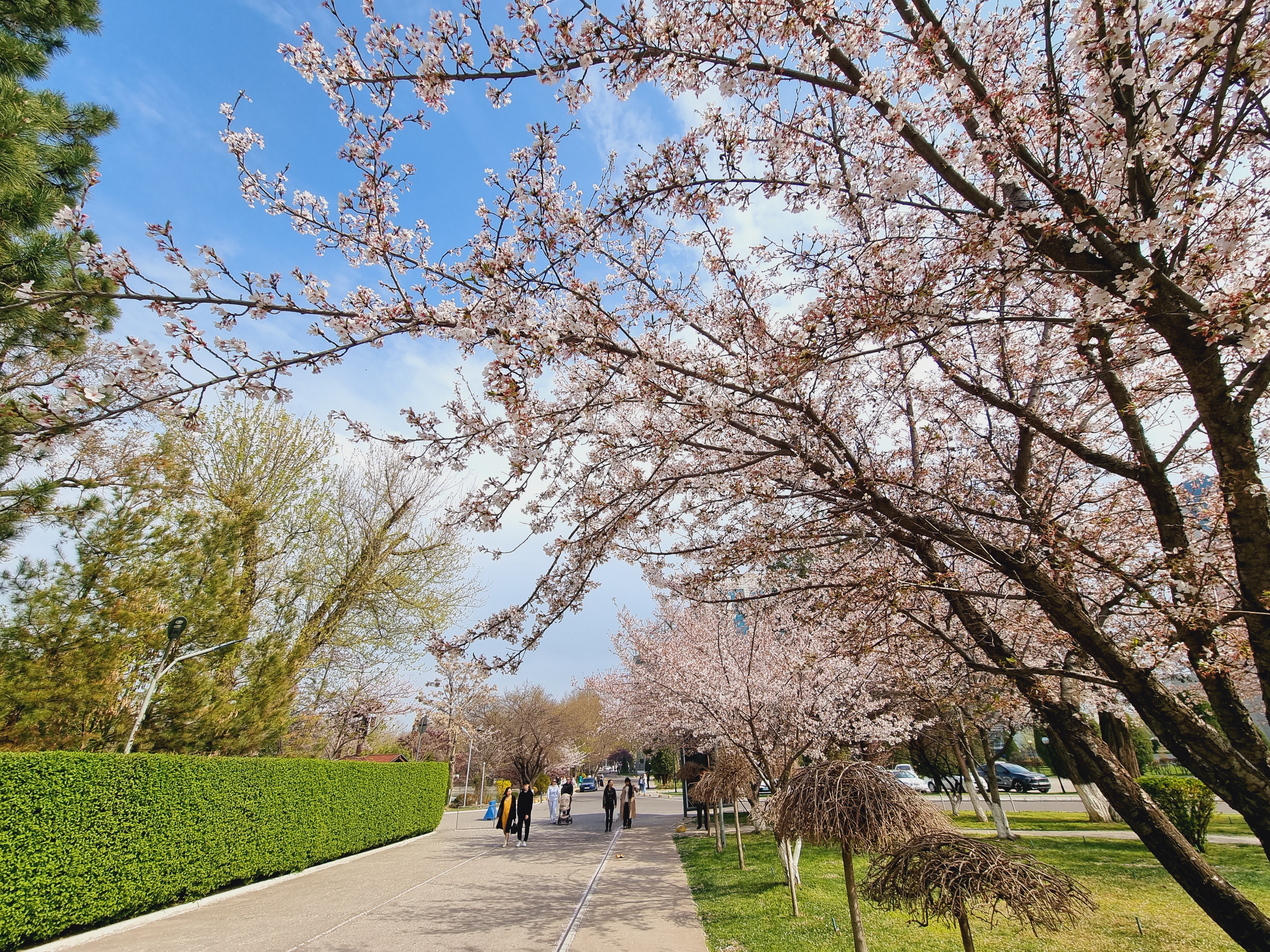 일본정원 인근의 벚꽃나무들과 호수