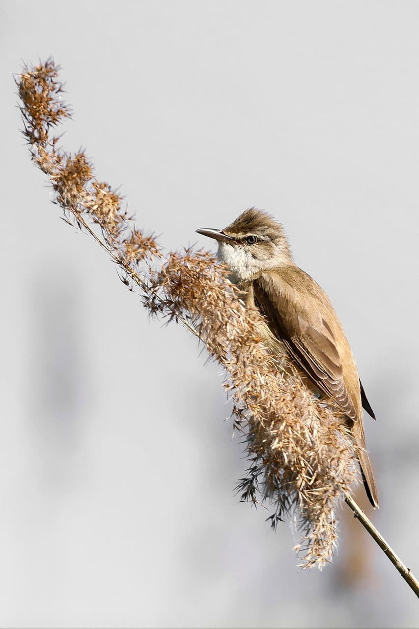반려동물과 함께하는 홈트레이닝