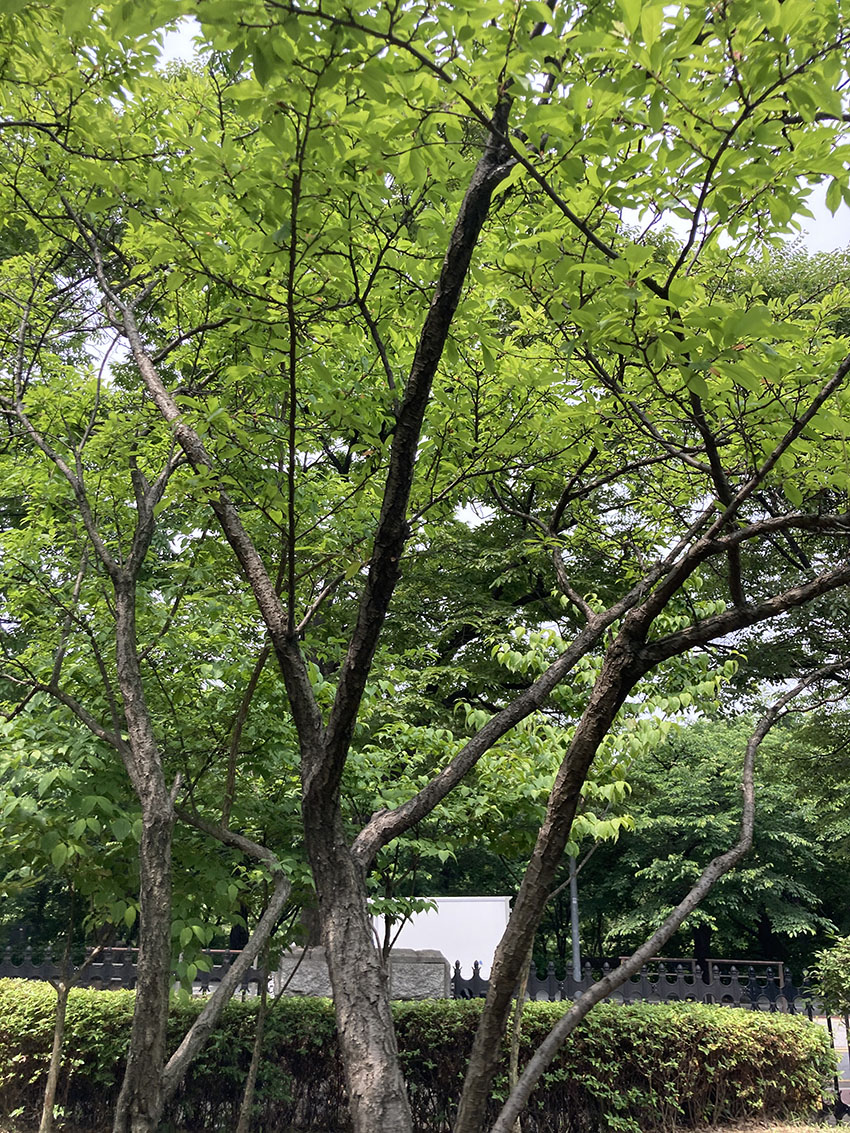 자두나무