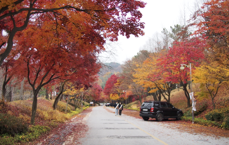 청남대 예약없이가기 홈페이지 입장료 주차 총정리