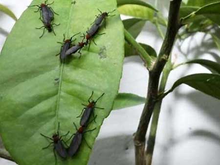 러브버그 퇴치 방법 총정리: 효과적인 전략과 관리 방법