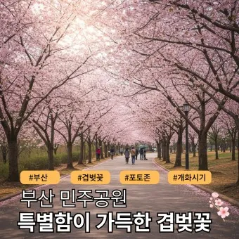 부산 벚꽃 명소 추천 숨겨진 뷰포인트_9