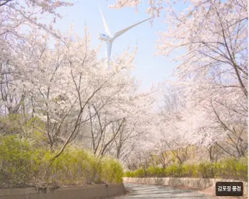 경주벚꽃축제_19