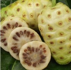 노니 효능 부작용 분말 복용법 37