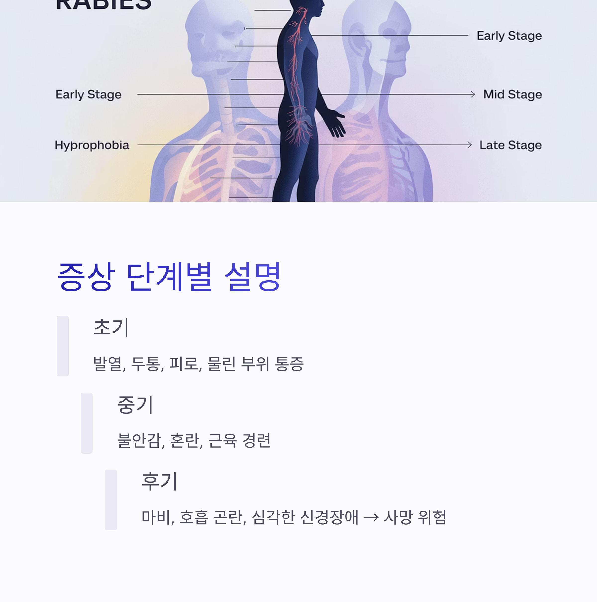 광견병 증상의 단계별 설명을 나타내는 이미지로, 초기, 중기, 후기 단계의 증상들이 나열되어 있음