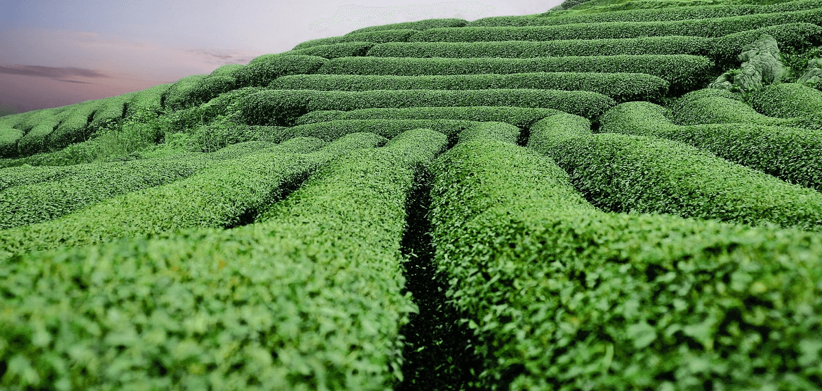 염증에 좋은 음식과 관련된 사진 - 10