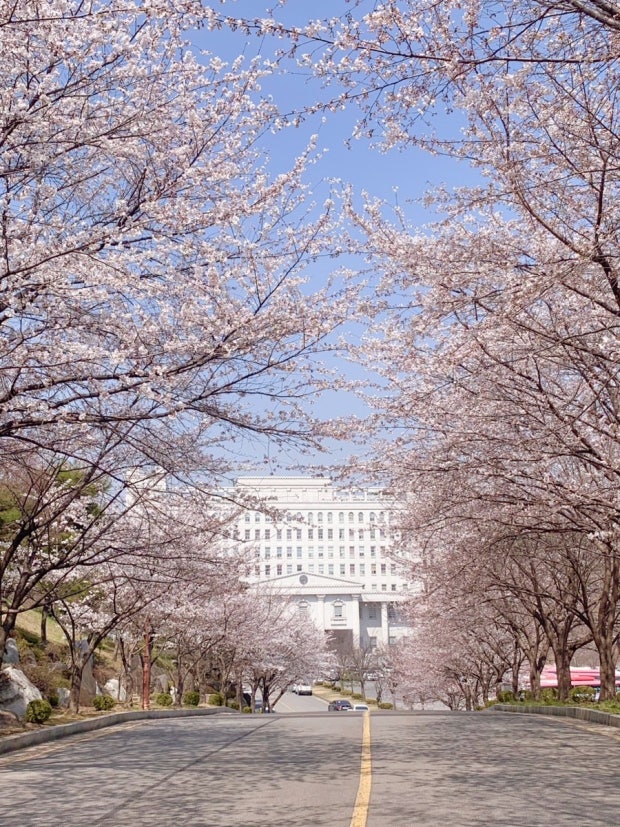 경희대 국제캠퍼스 벚꽃길 사진