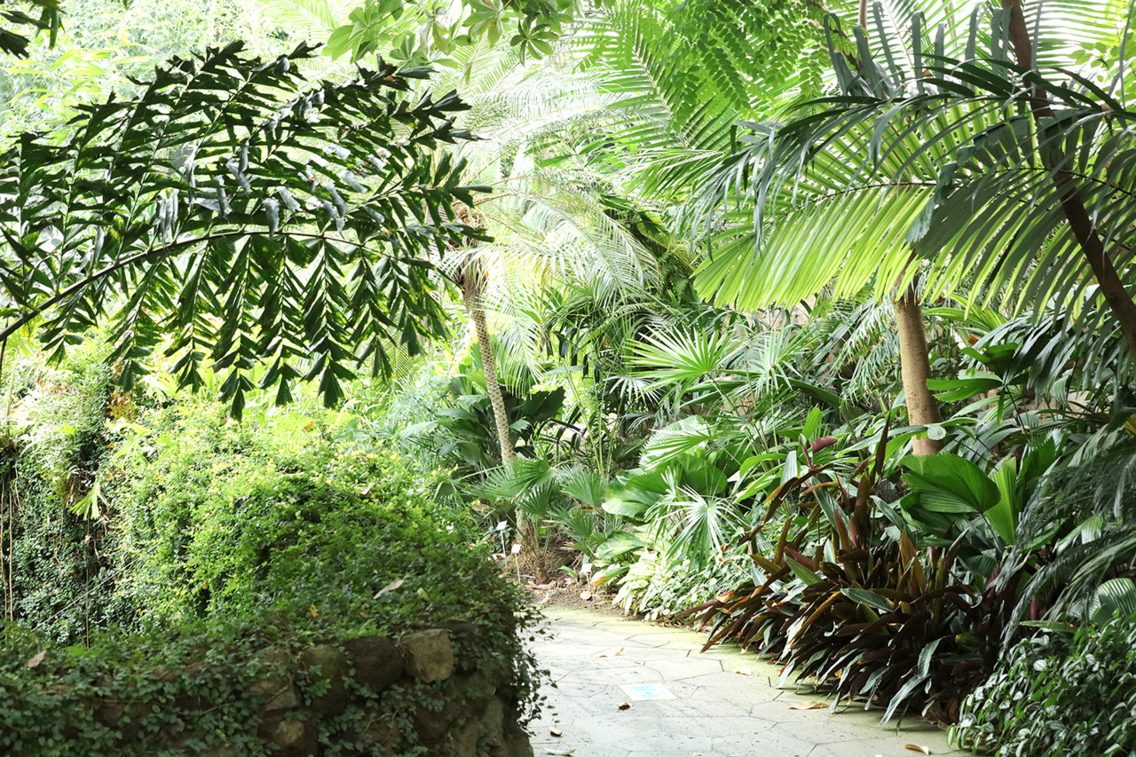 국립생태공원 내부에 사람들이 지나는 길 양옆으로 나무와 풀들이 어우러져 있음.