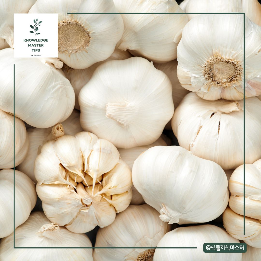 마늘 품종 선택 / 마늘 심는 시기