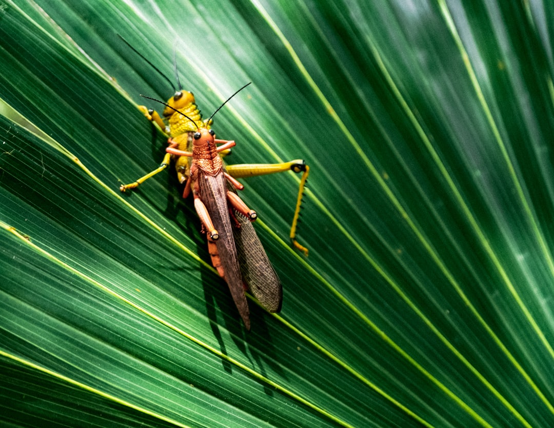 Insect repellent