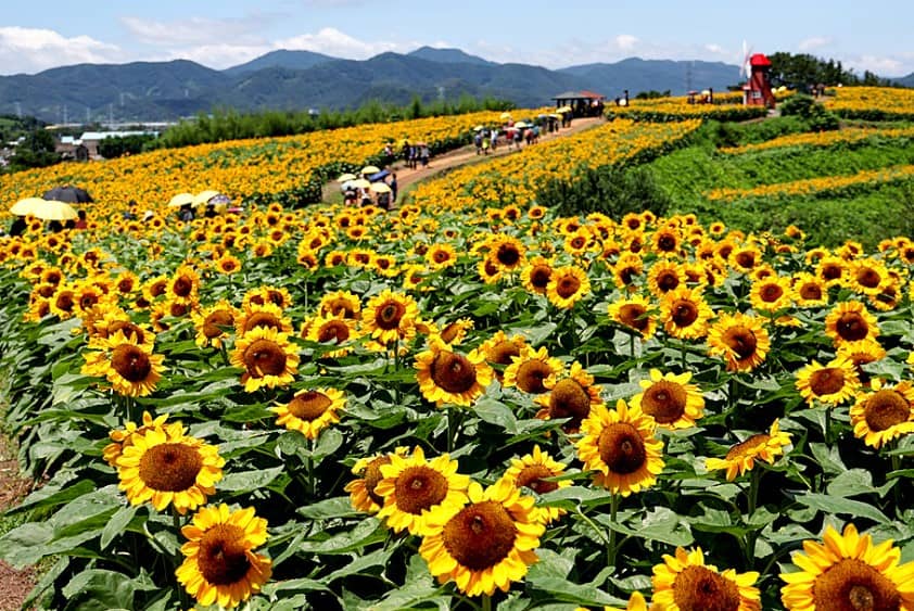 함안 강주 해바라기 축제