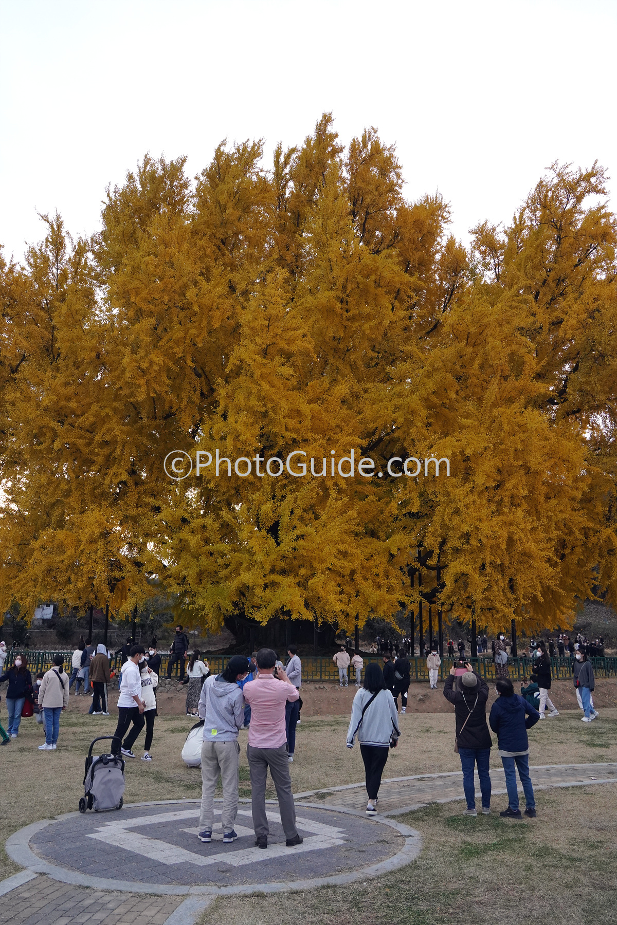 반계리 은행나무