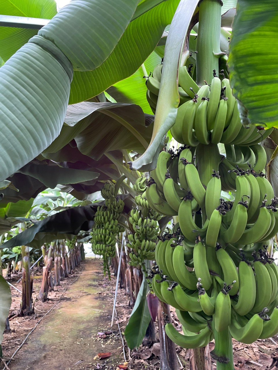 6시내고향 꿈그린농원