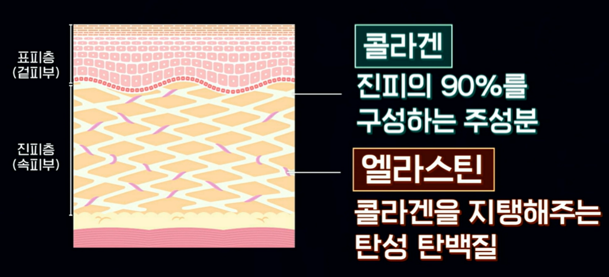 콜라겐과 엘라스틴이 중요한 이유