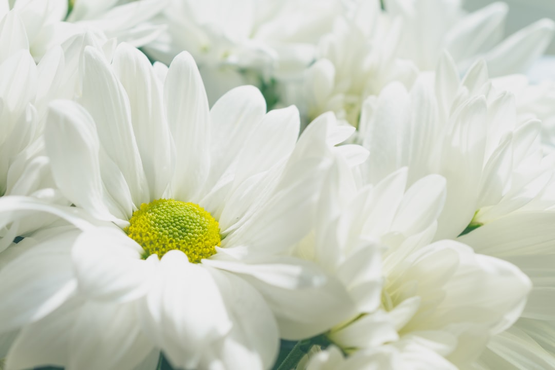 Chrysanthemum.