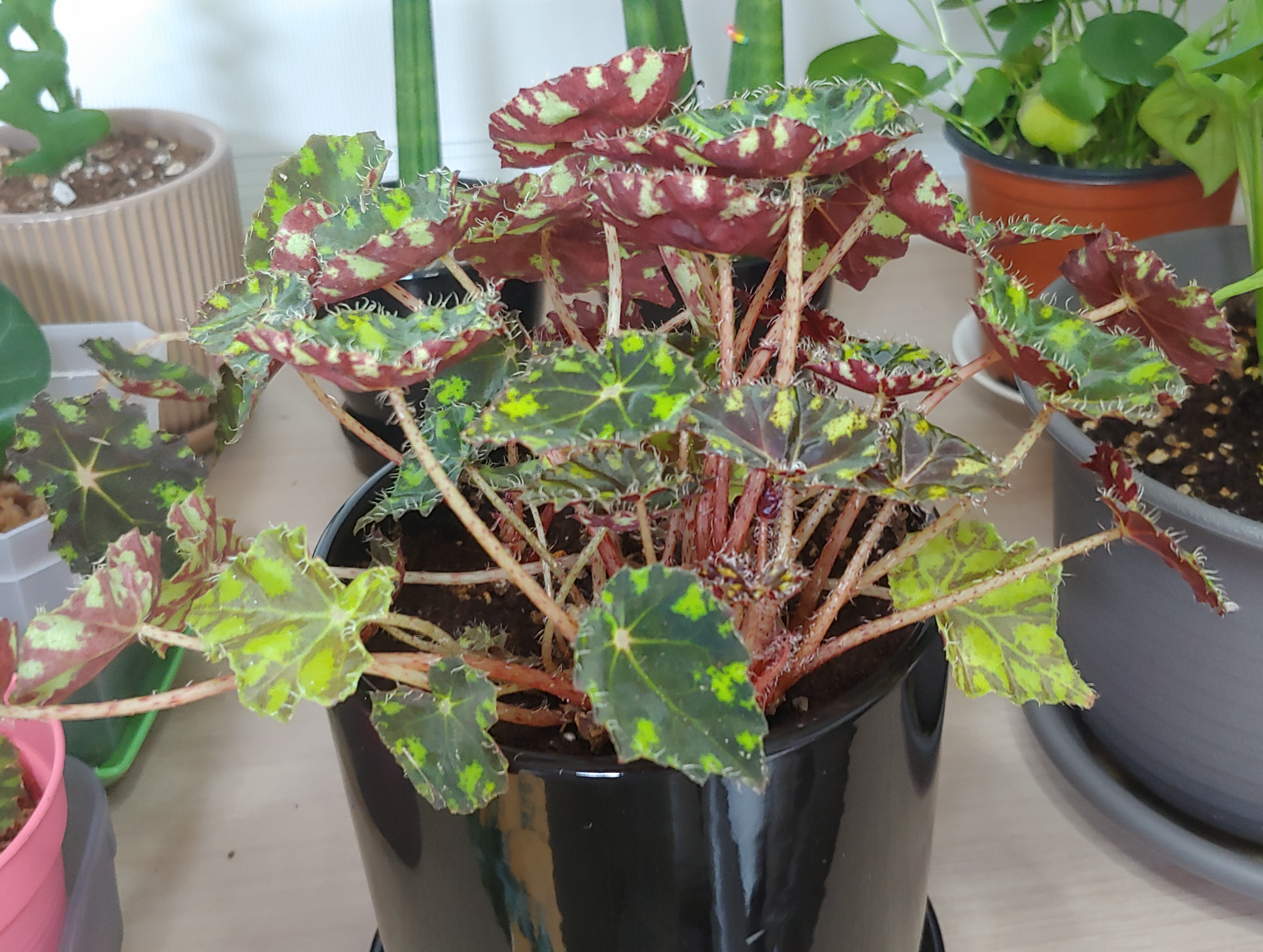 타이거베고니아 잎