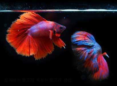 미국 오하이오주의 독특한 법-물고기에게 술 먹이면 불법