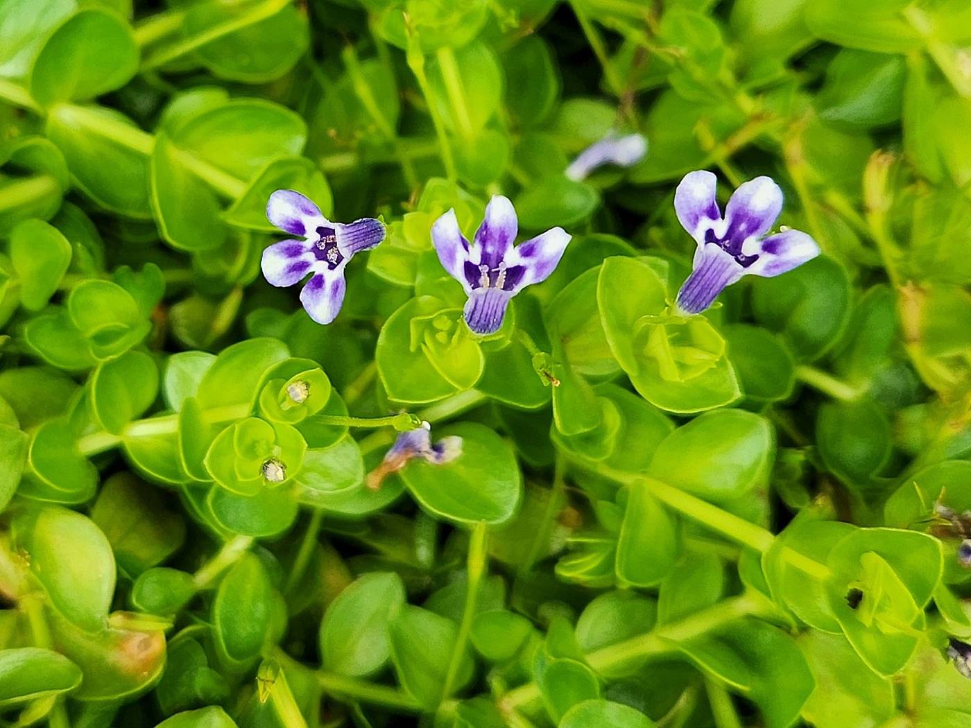 눈동자꽃(히도미)