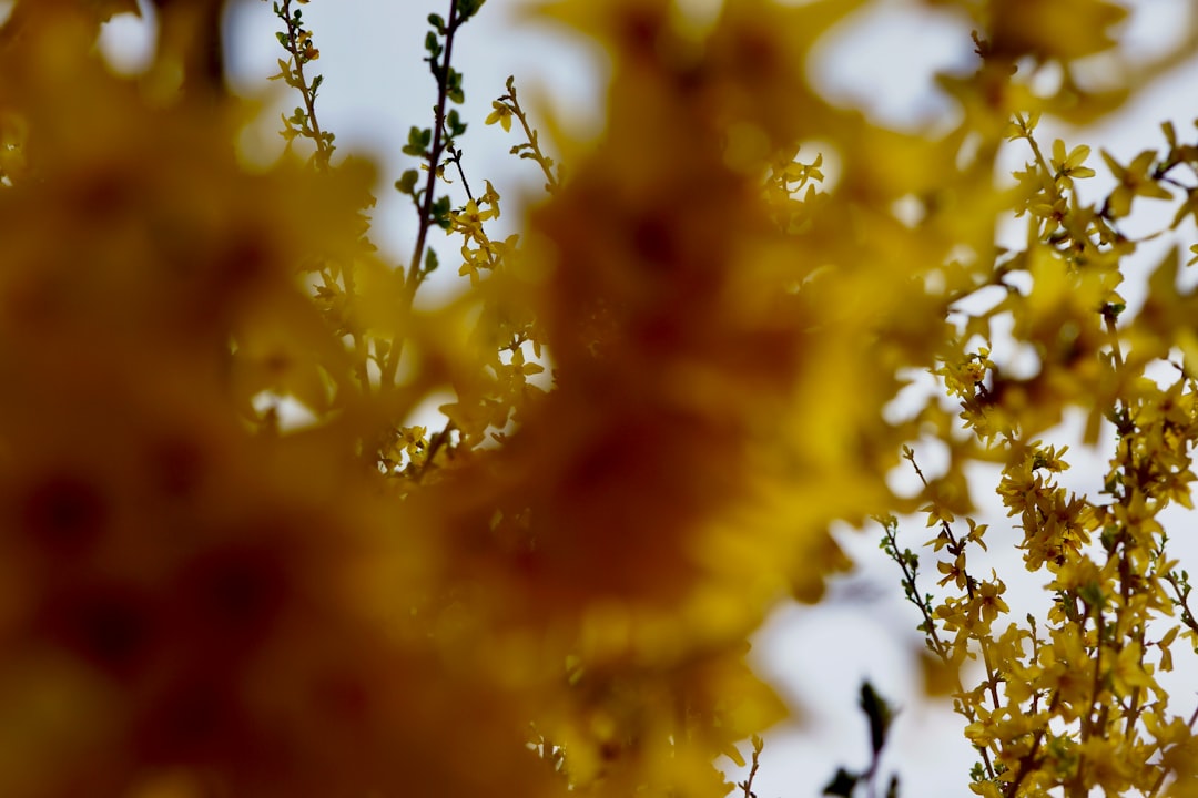Forsythia
