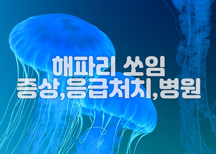 해파리 이미지 5