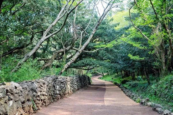 제주 비자림 숲속 산책로 여름 피서지 추천 장소_2
