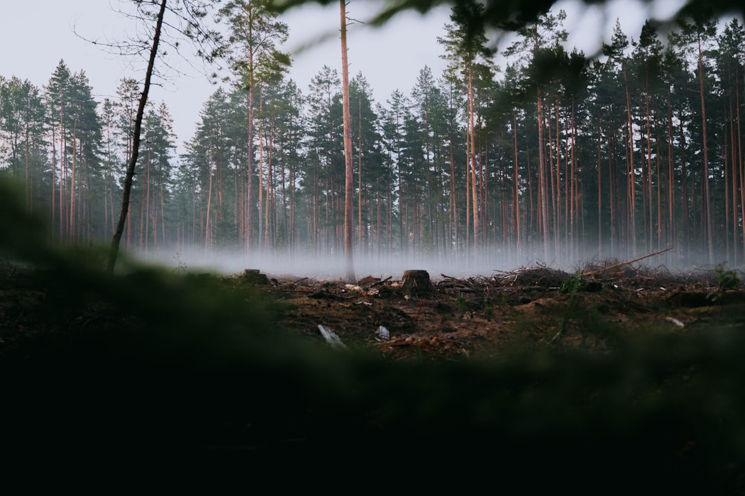 Forestry