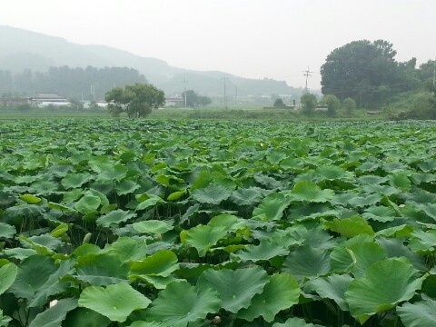 연잎 채취, 연꽃 체험, 연잎밥, 소고기 떡갈비, 된장 맥적구이, 연잎국수 경기 포천 맛집 추천 생방송투데이 리얼맛집 오늘방송 김PD가 떴다