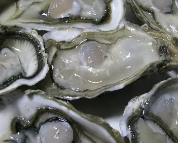 천북 굴 단지, 굴 축제_19