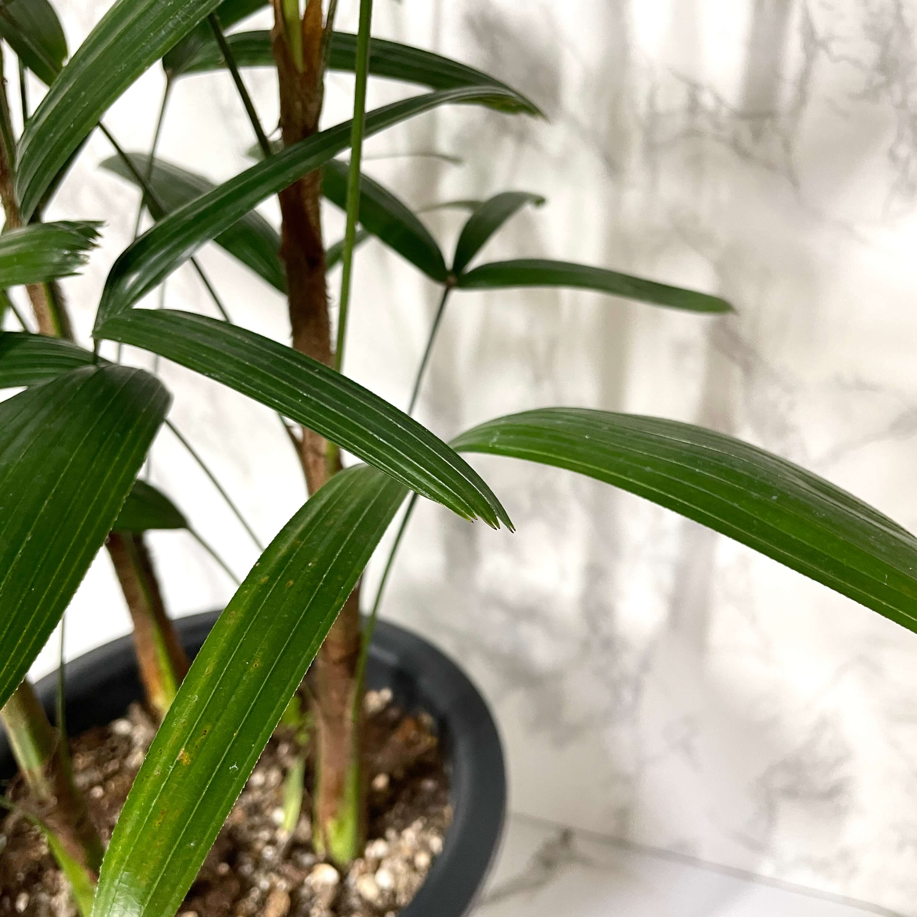 관음죽 키우는법