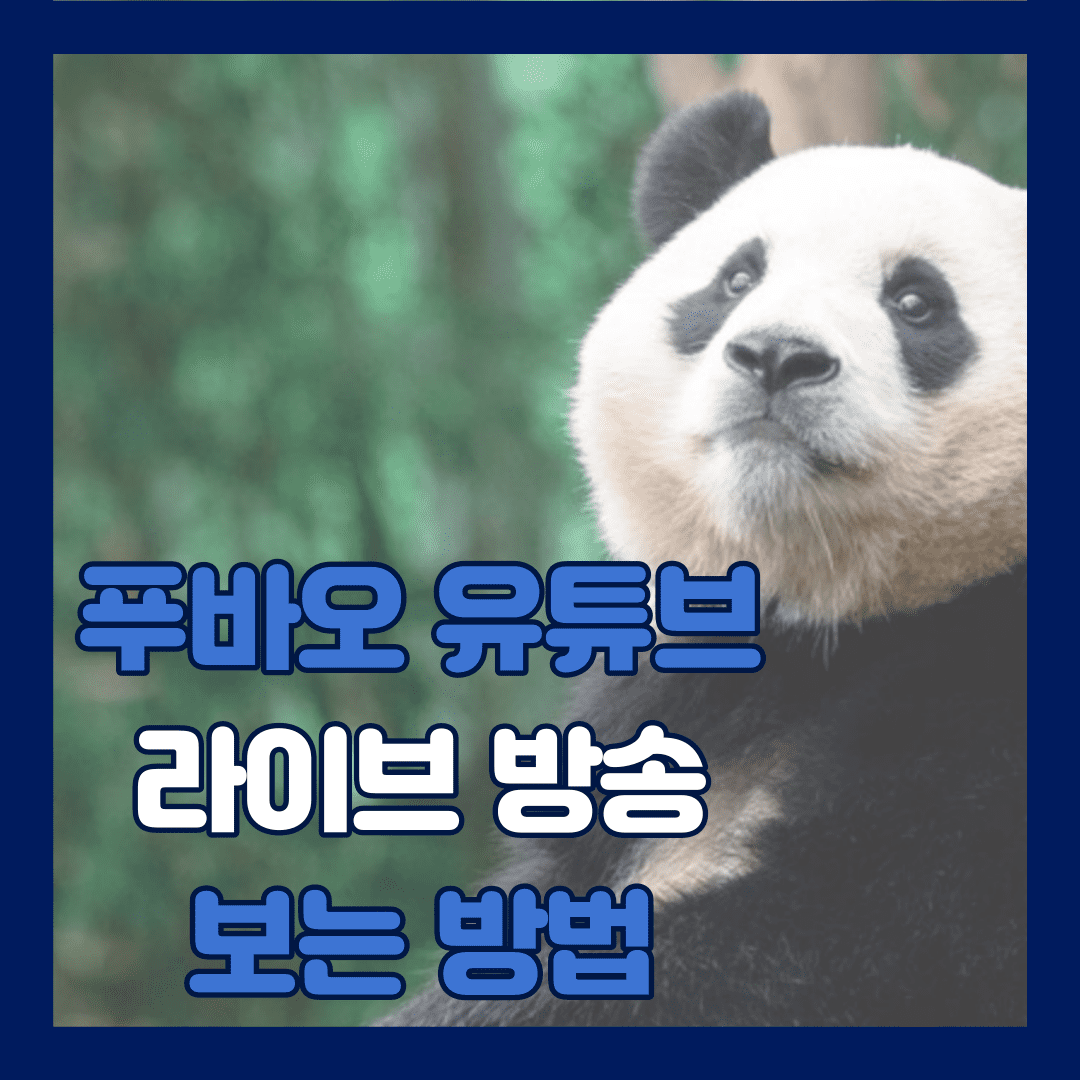 푸바오 유튜브 라이브 방송