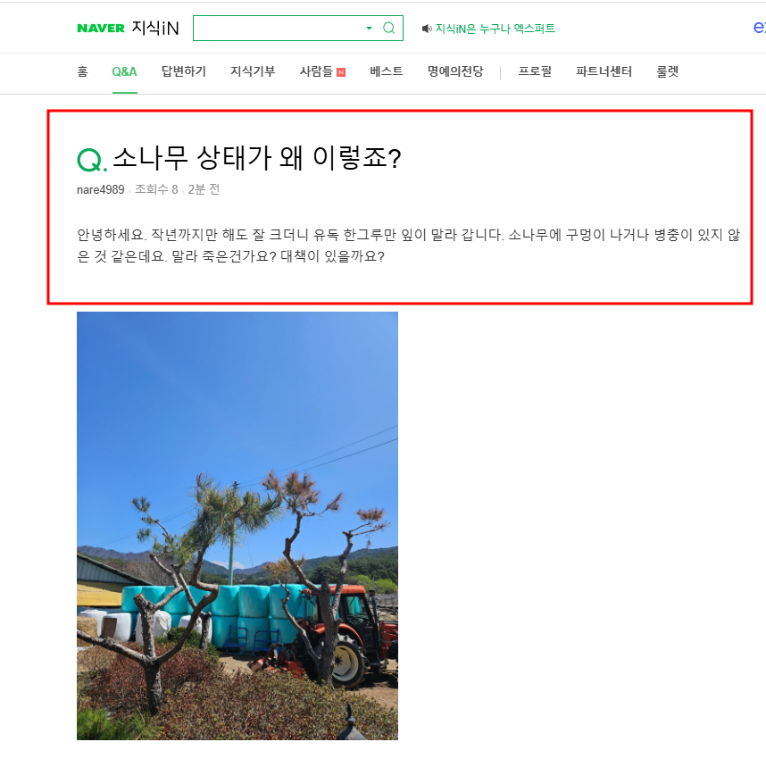 소나무 상태가 안좋아져 질문 지식인