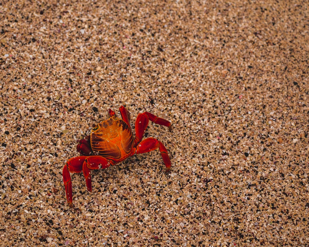 Flower crab