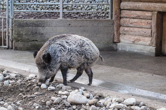 2025년 을사년 신년운세, 돼지띠(4) 한번 바꿔보자 돼지띠.