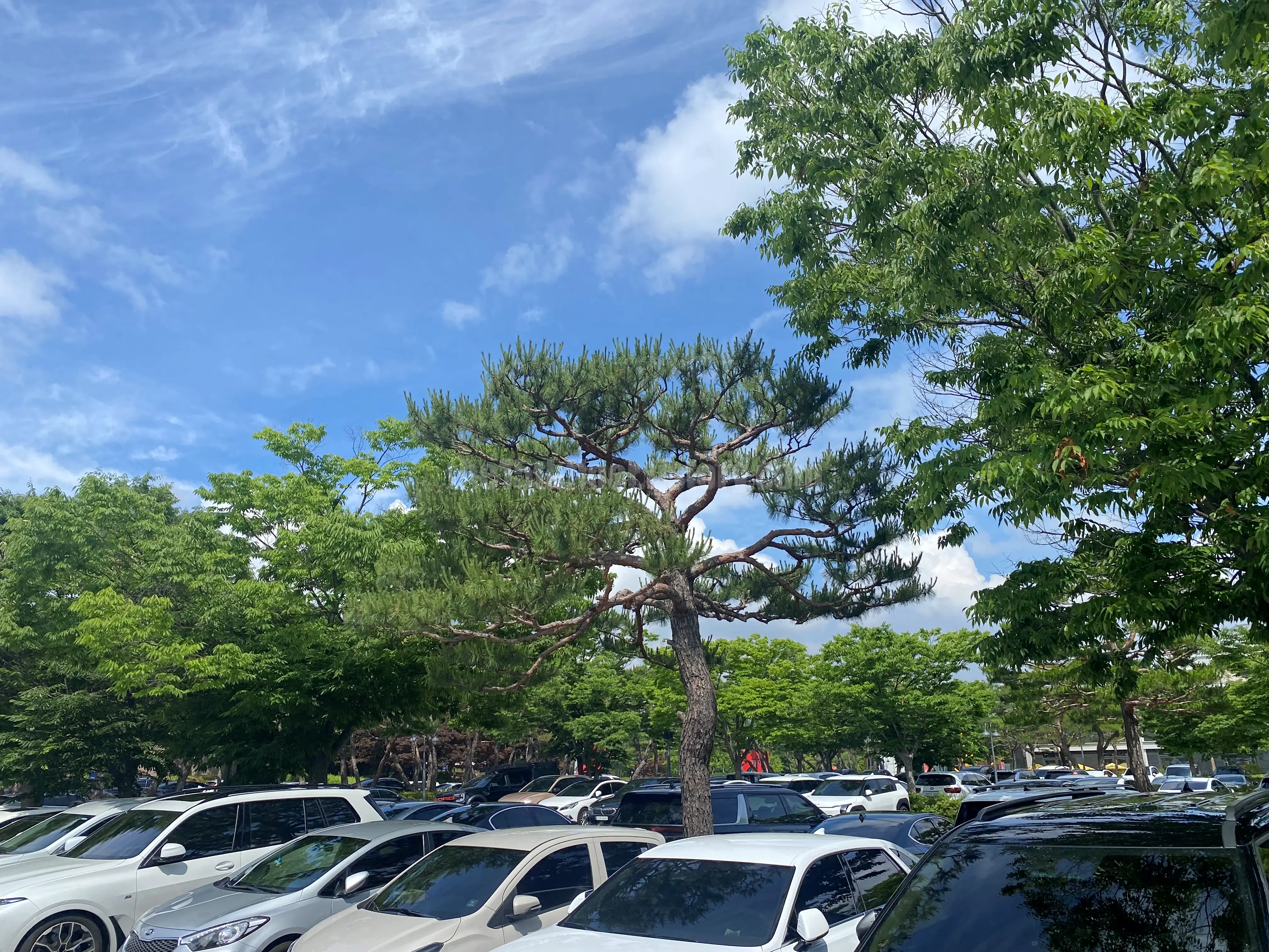 주차 정보 / 힐튼 경주 조경과 포토존