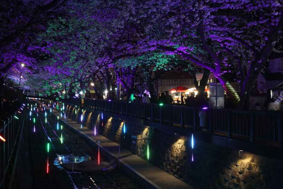 진해군항제 총정리 : 2026 일정부터 여좌천 경화역 교통까지 한 번에