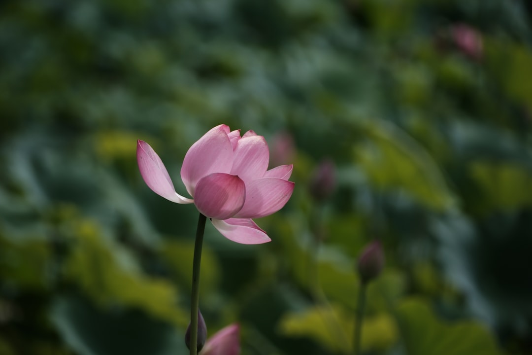 'Vitality'