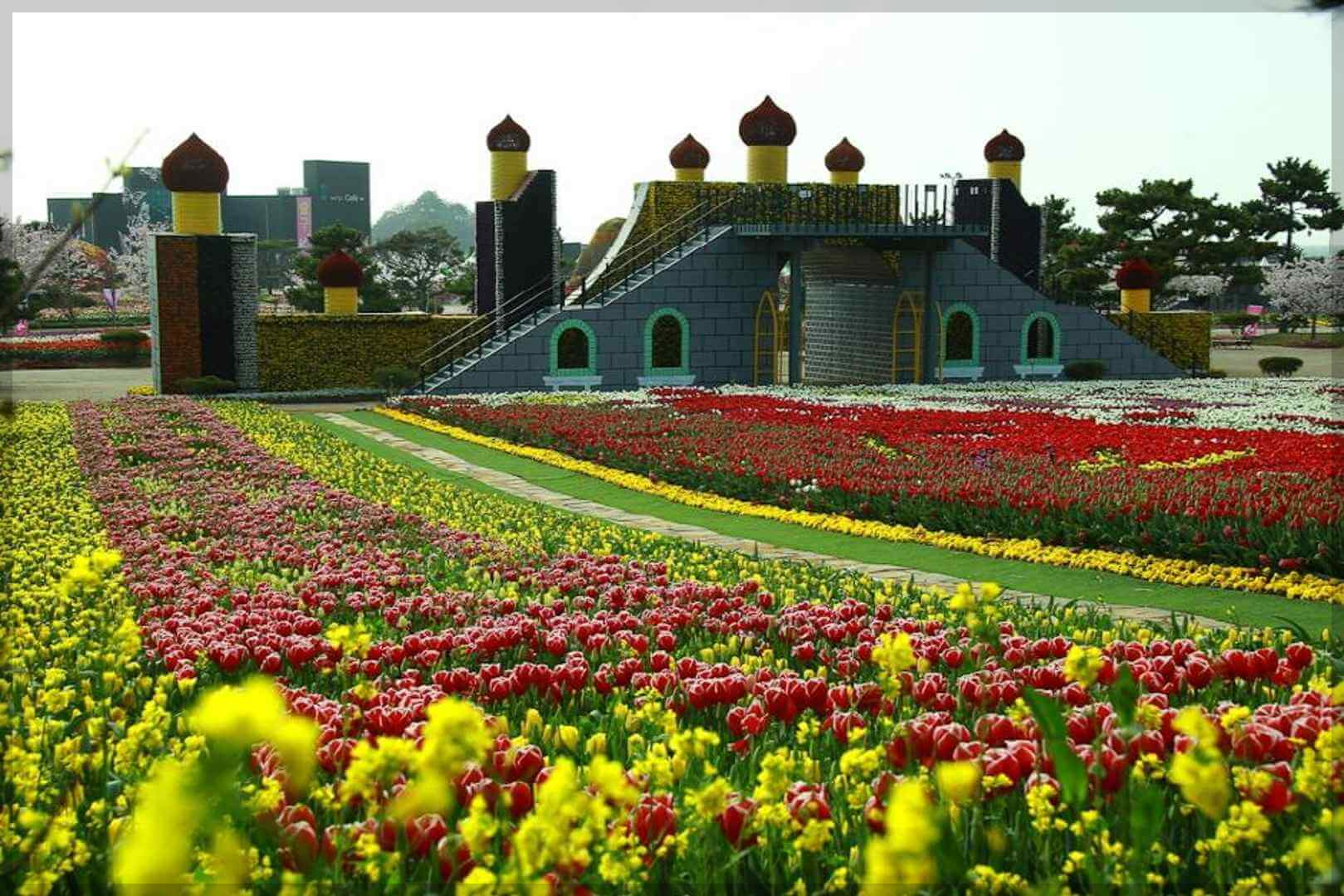 2024 태안 튤립 축제 일정 기간 입장료 할인 주차장