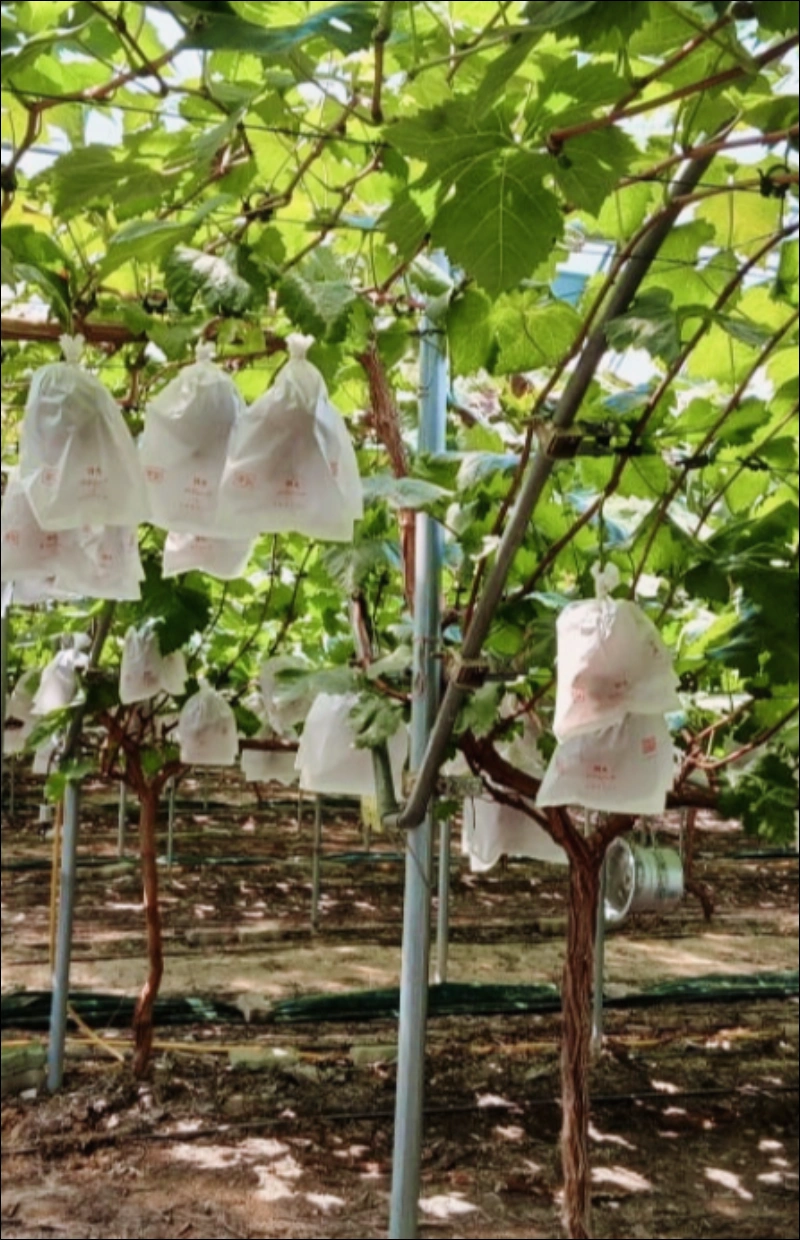 로얄바인 포도 후기&amp;#44; 로얄바인 명품과일 가격&amp;#44; 로얄바인 프리미엄 포도 구매&amp;#44; 로얄바인 선물세트&amp;#44; 프리미엄 과일 수익성 작물&amp;#44; 부자과일 인기순위&amp;#44; 고소득층 과일 추천&amp;#44; 신세계백화점 로얄바인&amp;#44; 명절 고급 과일 선물&amp;#44; 클럽재배 과일 뜻&amp;#44; 명품 과일&amp;#44; 프리미엄 포도&amp;#44; 농가 수익성 작물&amp;#44; 프리미엄 과일 투자&amp;#44; 백화점 과일 선물세트&amp;#44; 추석 과일 선물 추천