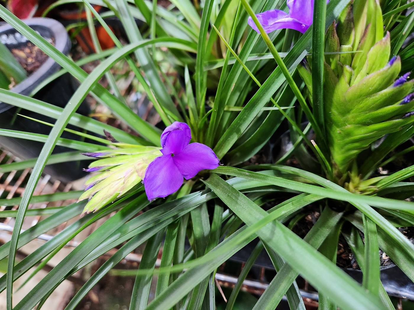 틸란드시아 사이아네아 Tillandsia Cyanea