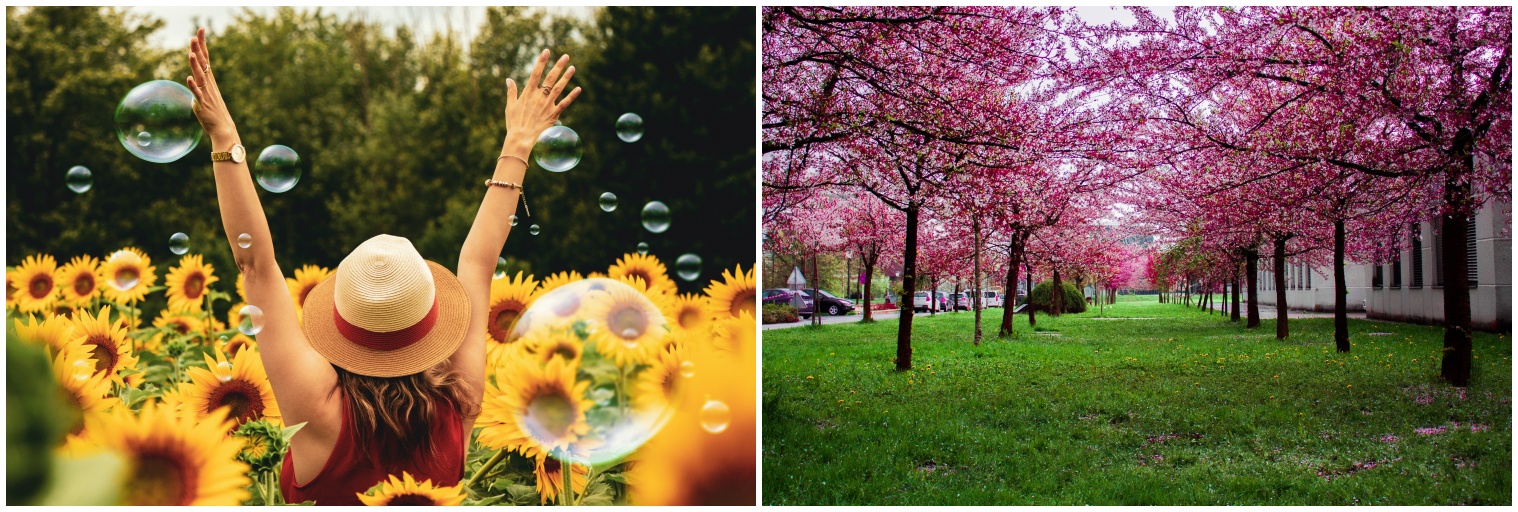 봄 사진들 입니다.