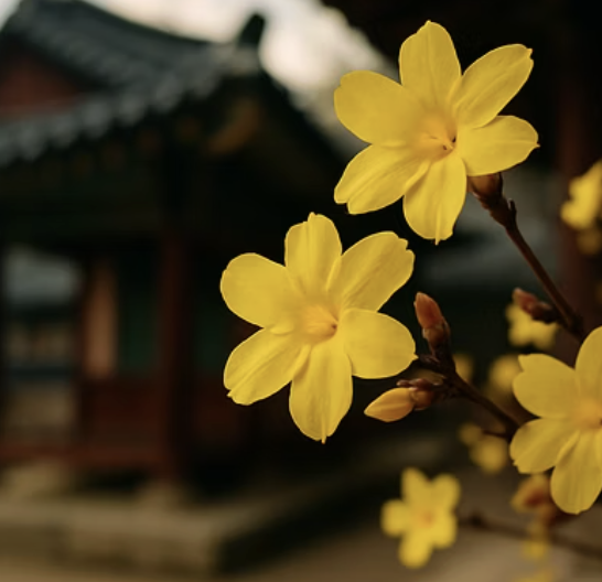 영춘화