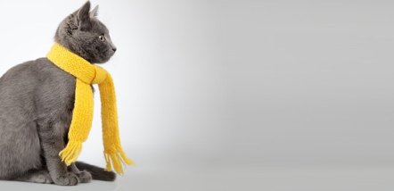 목도리를 하는 고양이.