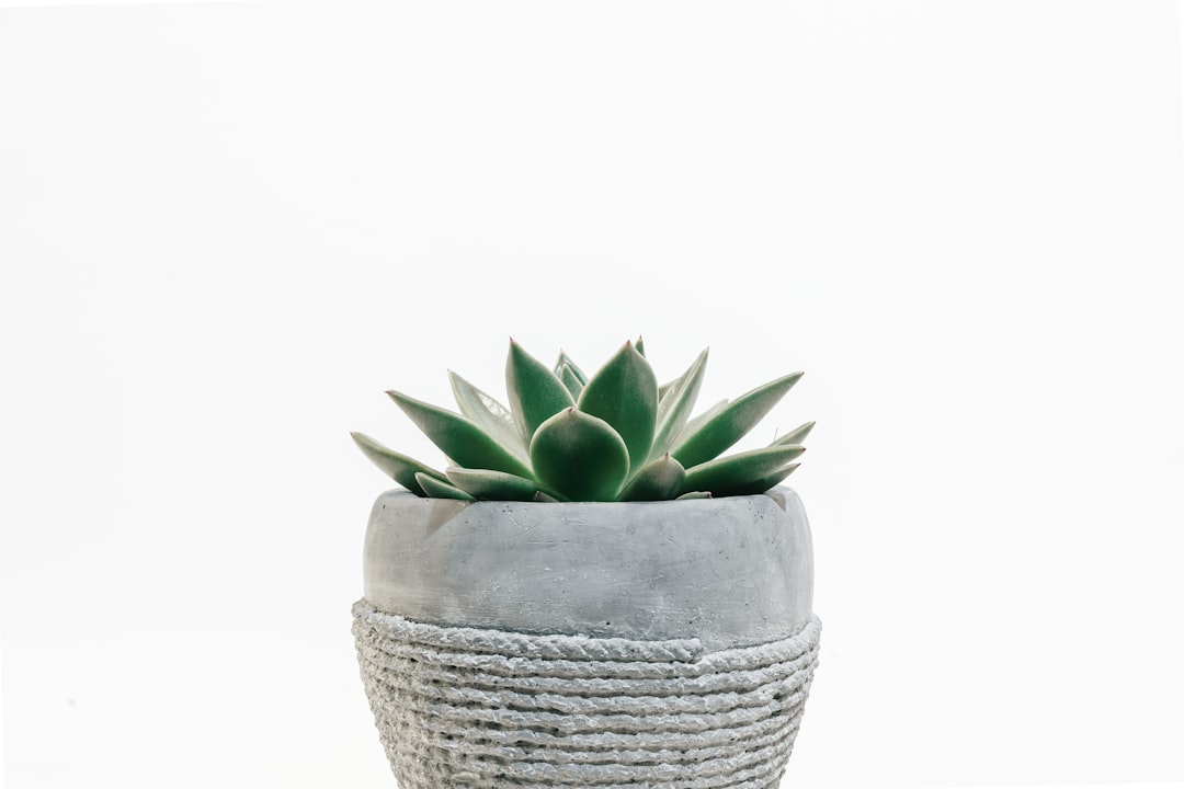 Succulent