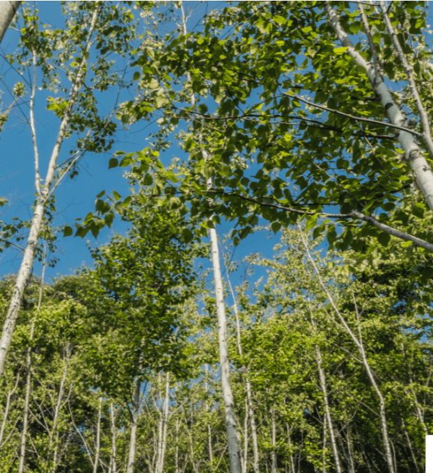 2025 화담숲 예약하기 모노레일 예약하기