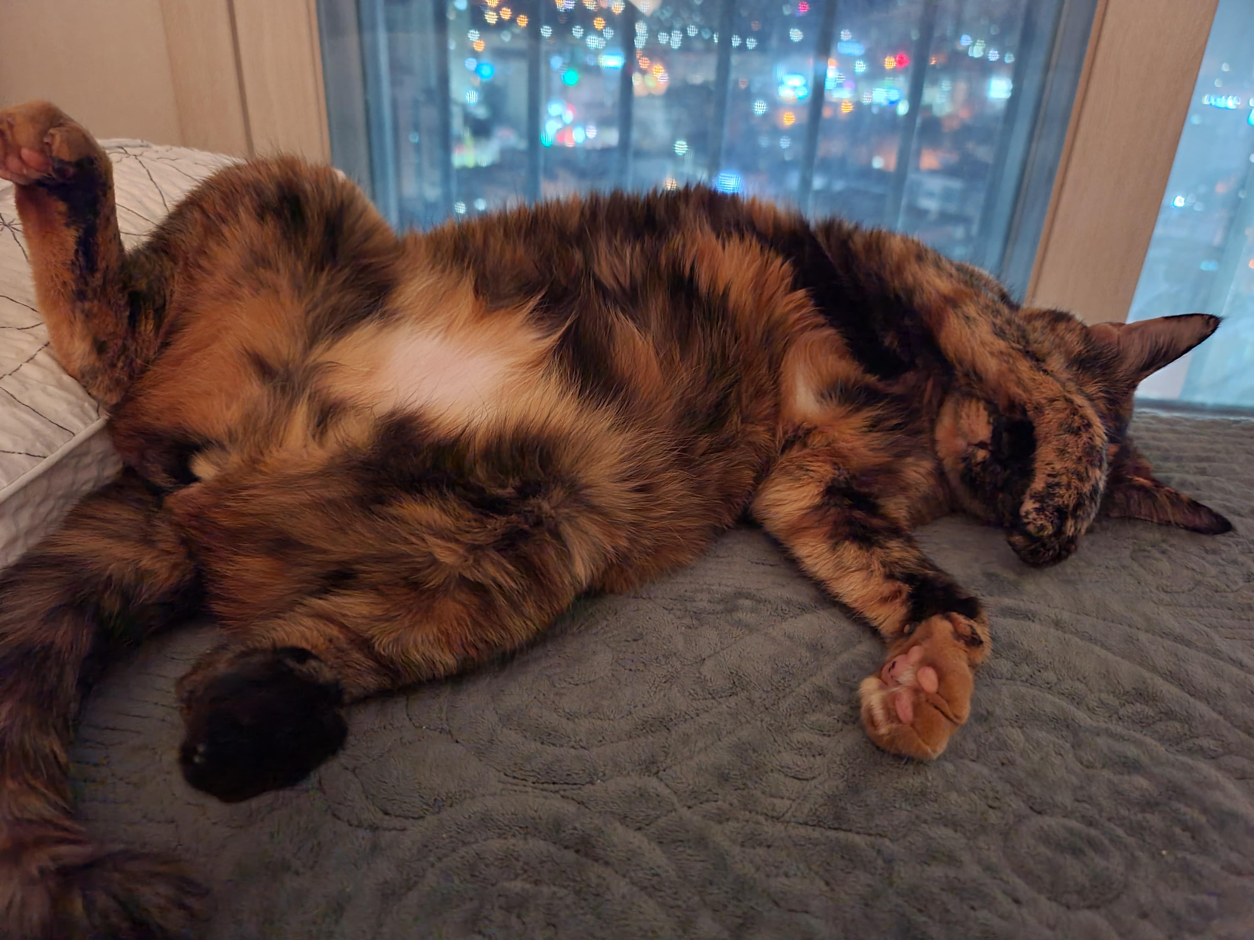 예술적감각이 뛰어난 고양이 올블랙 건이와 코트 무늬가 뛰어난 고양이 카오스 사랑이.