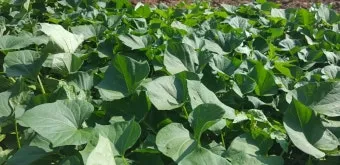 6월에 심는 밭작물 채소_22